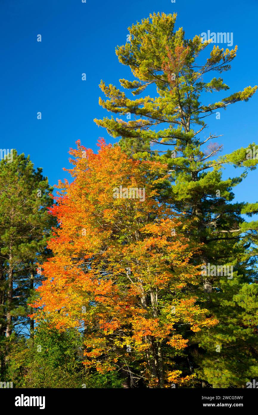 Acero e pino bianco, Bayview Park, Bayview, Wisconsin Foto Stock