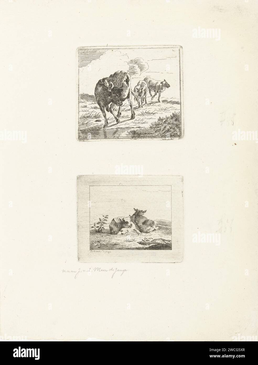 Due spettacoli con mucche, Jan Matthias Cok, dopo Jan van der Meer (II), 1735 - 1771 stampa due lastre stampate su un foglio di carta: Sopra tre mucche da un'acqua, sotto due mucche dormienti. Mucca da incisione di carta di Amsterdam Foto Stock