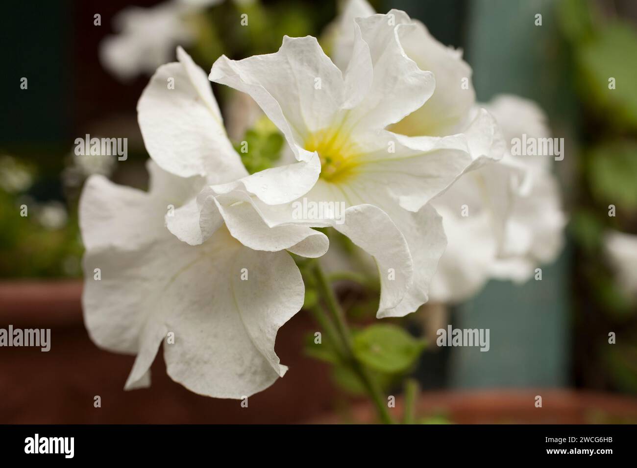 Primo piano di petunia bianca sotto il sole. Foto Stock