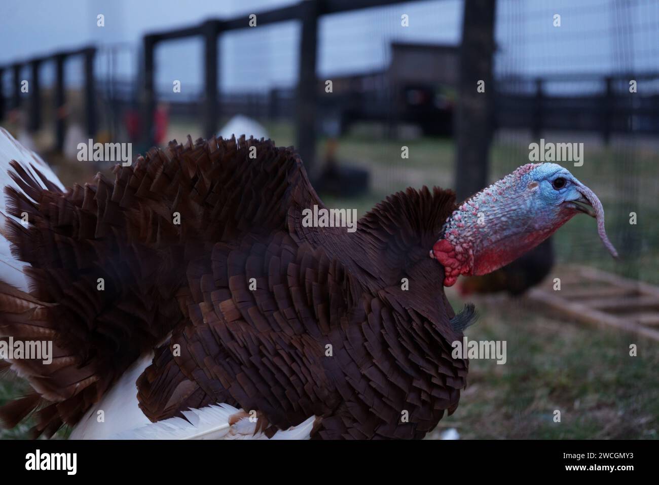 Un maestoso tacchino che si trova in un lussureggiante cortile verde circondato da una recinzione Foto Stock