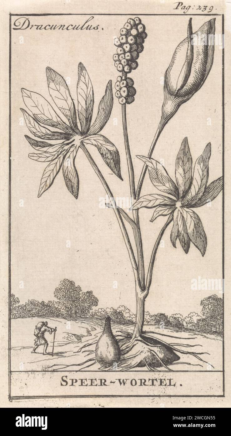 Spear root, Caspar Luyken, 1698 stampa Stampa in alto a destra contrassegnata: P. 239. Piante e erbe di carta di Amsterdam Foto Stock