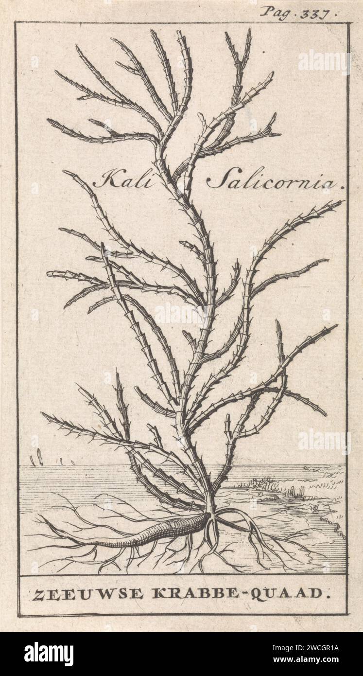 Zeekraal, Caspar Luyken, 1698 stampa Stampa in alto a destra segnata: P. 337. Piante e erbe di carta di Amsterdam Foto Stock