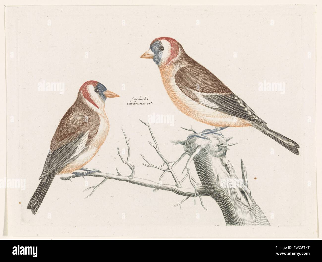 Distel Fruches, Anonymous, 1688 - 1698 stampa due Tistle Fitch (putters) su un ramo. Inoltre, i loro nomi sono in latino e francese. Incisione di carta olandese Song-Birds: goldfinch Foto Stock