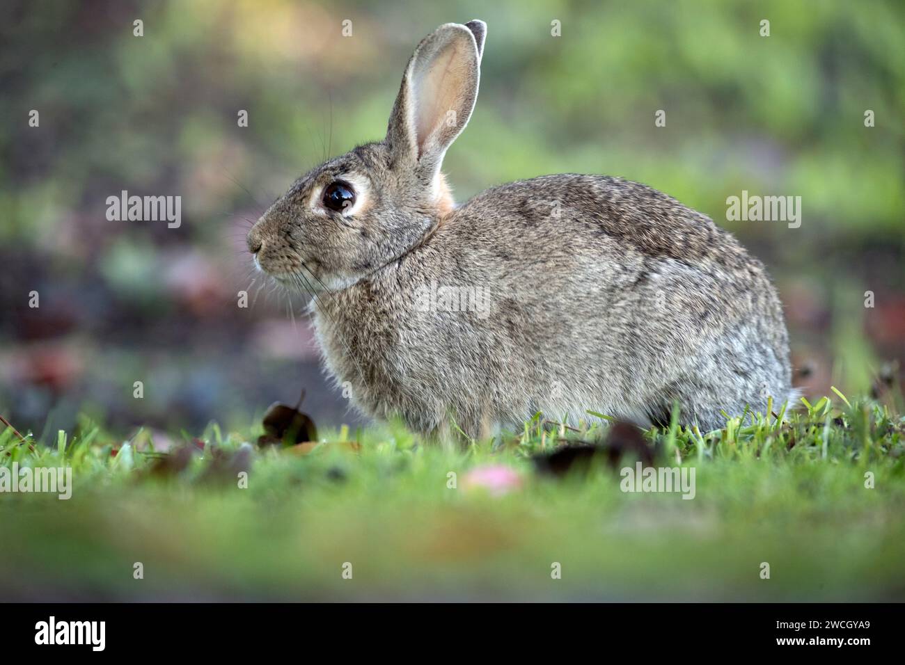 coniglio comune che mangia erba in autunno in una foresta di querce con le prime luci mattutine Foto Stock