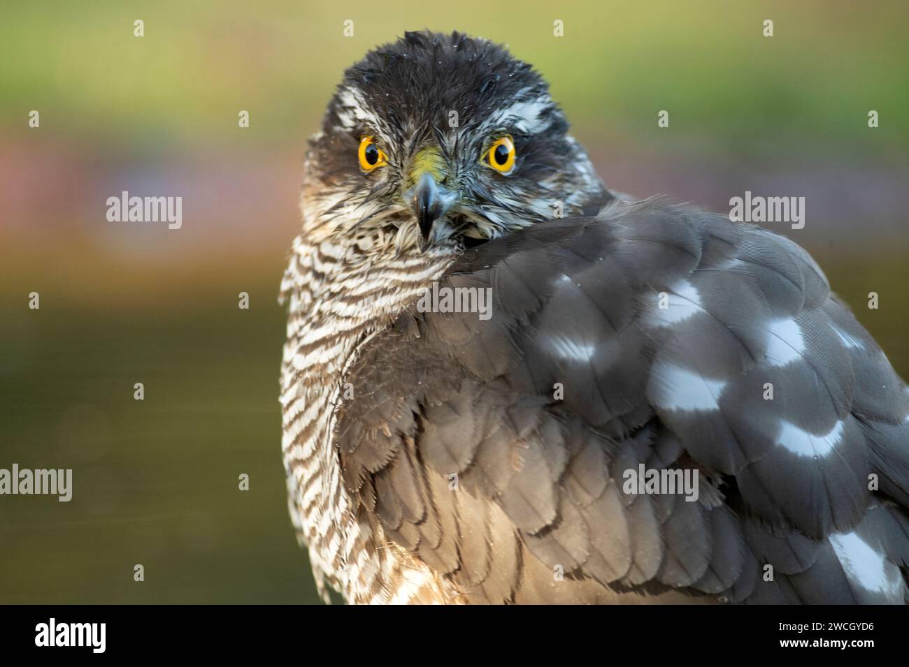 Falco di passero eurasiatico adulto in un punto d'acqua in una foresta di pini e querce alla prima luce di un giorno d'autunno Foto Stock