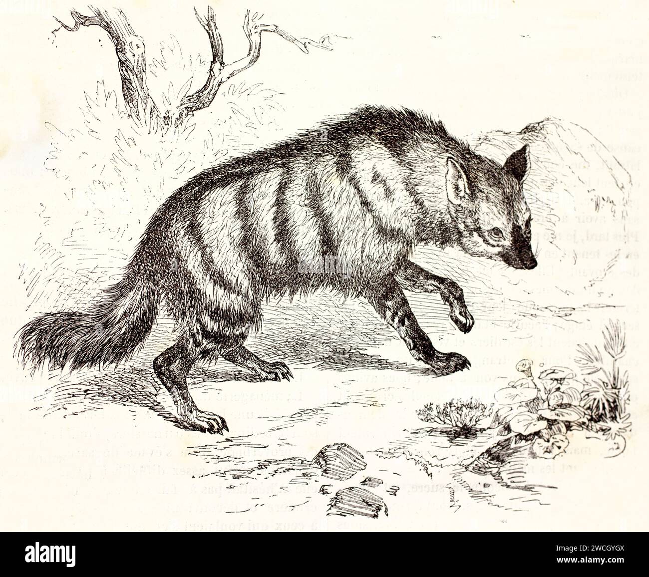 Aardwolf (Proteles cristata) in stile espressivo xilografico del XIX secolo, resa naturalista. Pubblicato nel 1878 da Brehm, Parigi. Foto Stock