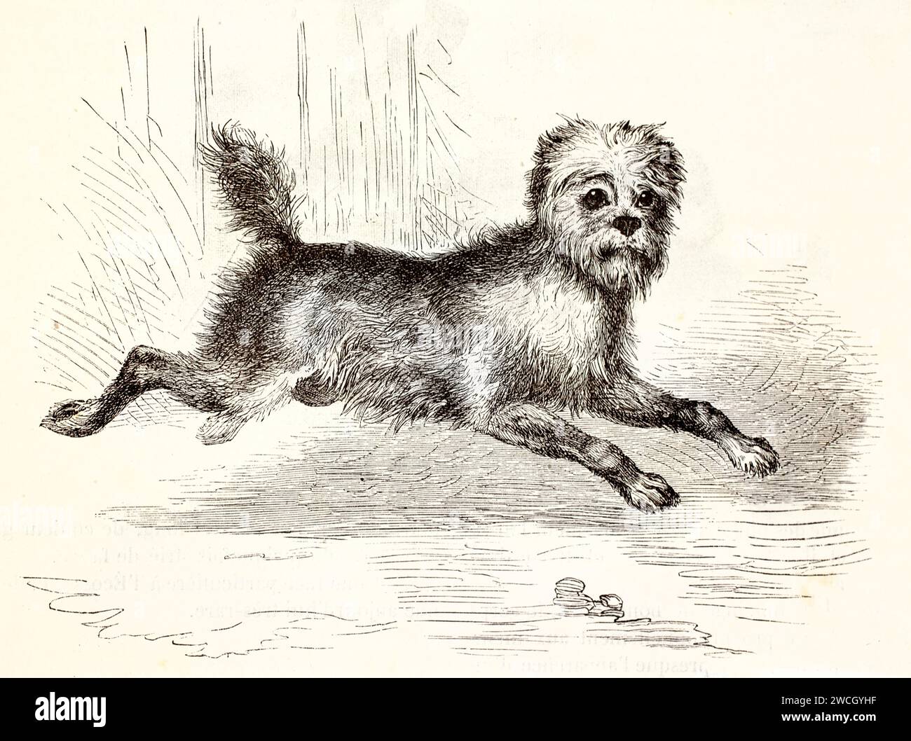 Cane Affenpinscher (Canis lupus familiaris) in stile xilografico espressivo, trotting a vista laterale. Pubblicato nel 1878 da Brehm, Parigi. Foto Stock