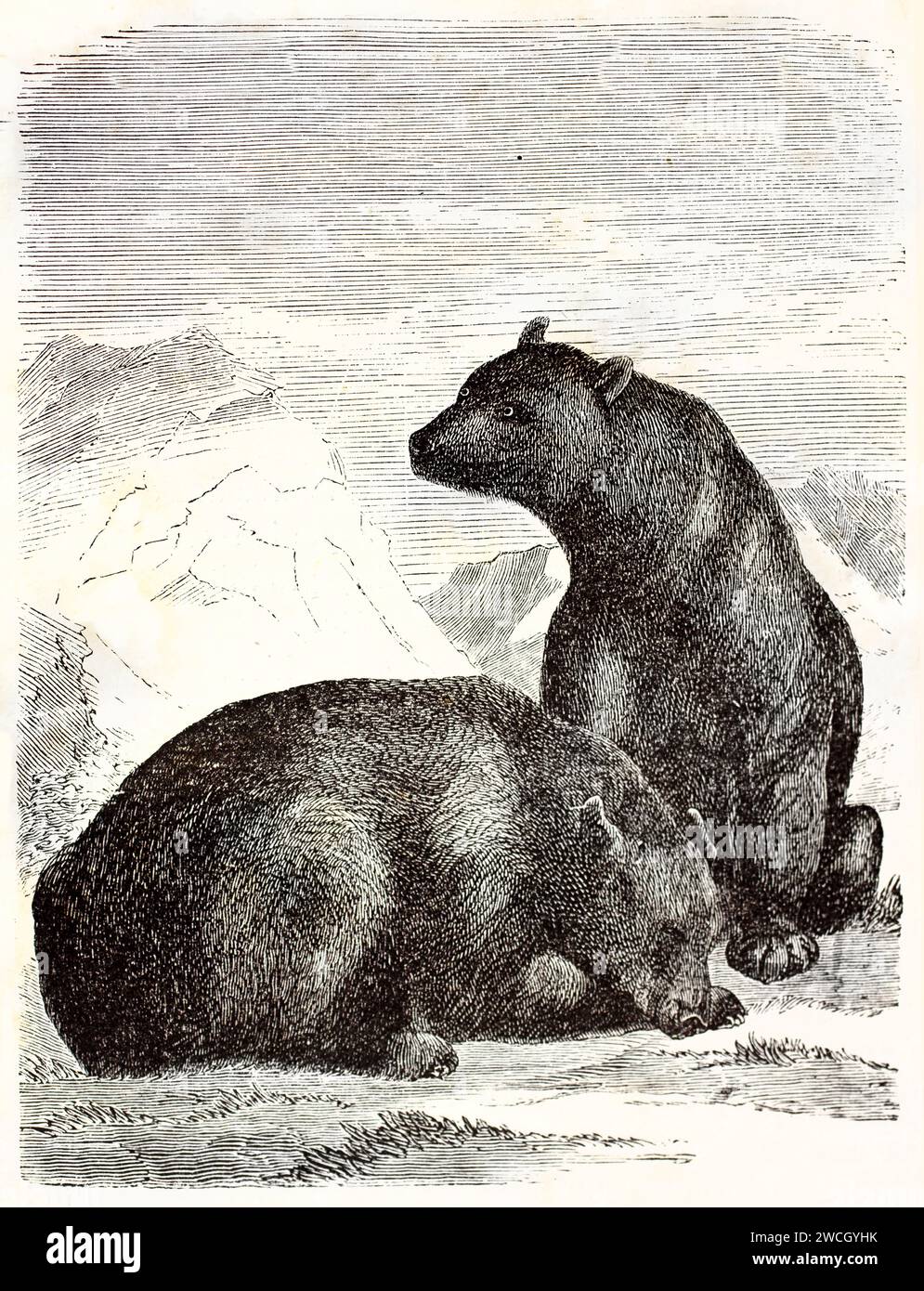 Due orsi neri americani (Ursus americanus) seduti in un paesaggio di montagna, in stile espressivo tagliato in legno. Pubblicato nel 1878 da Brehm, Parigi. Foto Stock