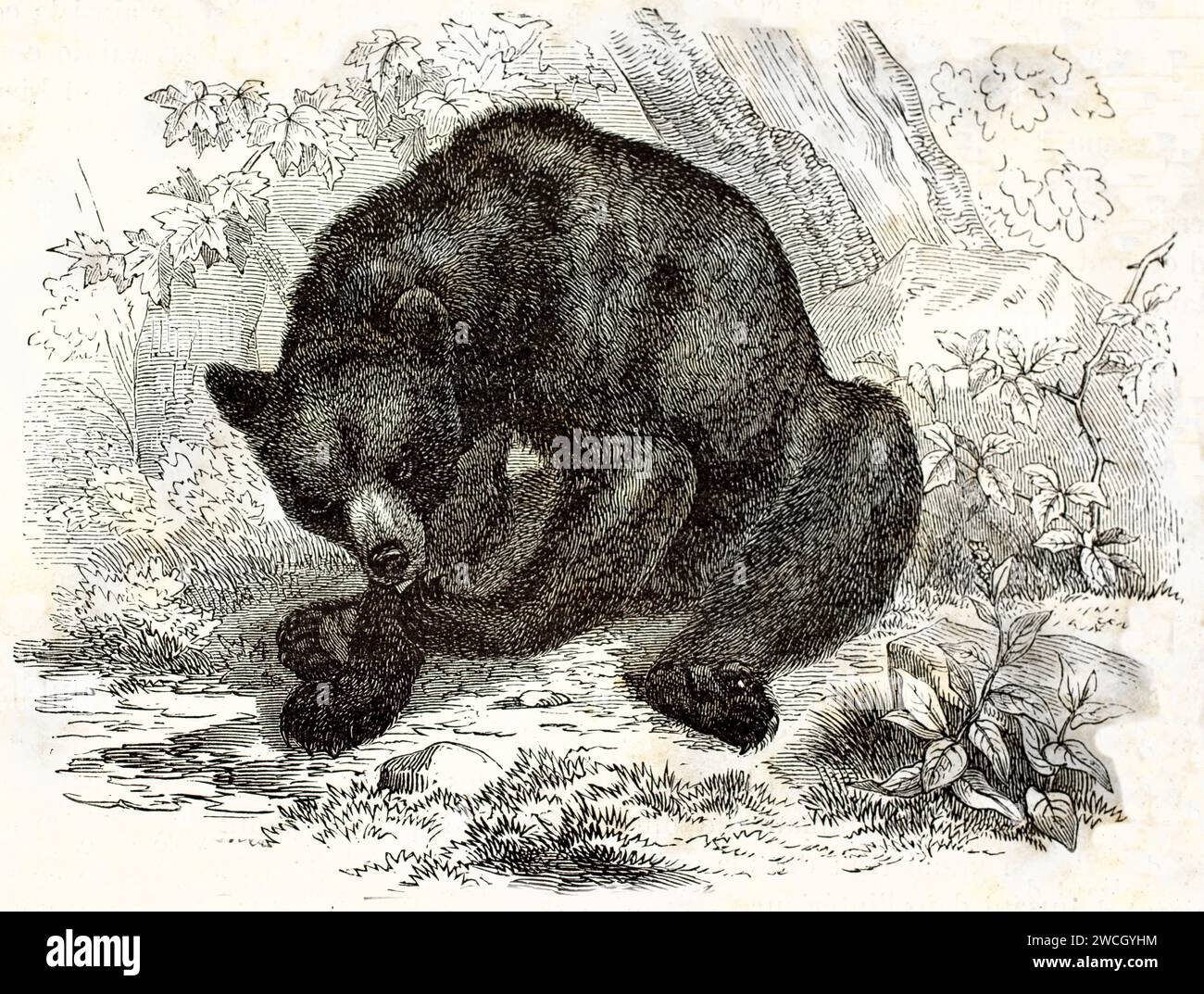 Orso nero americano (Ursus americanus) che si nutre, seduto tra la vegetazione della foresta, in stile espressivo tagliato su legno. Pubblicato nel 1878 da Brehm, Parigi. Foto Stock