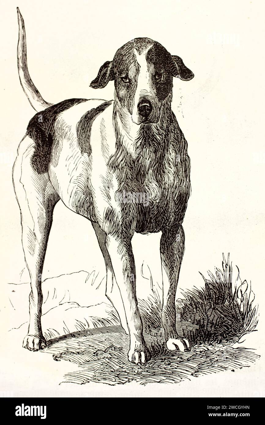 Coonhound inglese americano (Canis lupus familiaris) in piedi di profilo su terreno neutro, in stile tagliato su legno. Pubblicato nel 1878 da Brehm, Parigi. Foto Stock