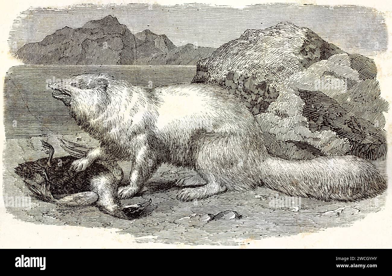 Volpe artica (Vulpes lagopus) che scorrono i denti sulle prede di uccelli su terreni rocciosi, con un dettagliato stile tagliato in legno. Pubblicato nel 1878 da Brehm, Baillière et fils, Parigi Foto Stock