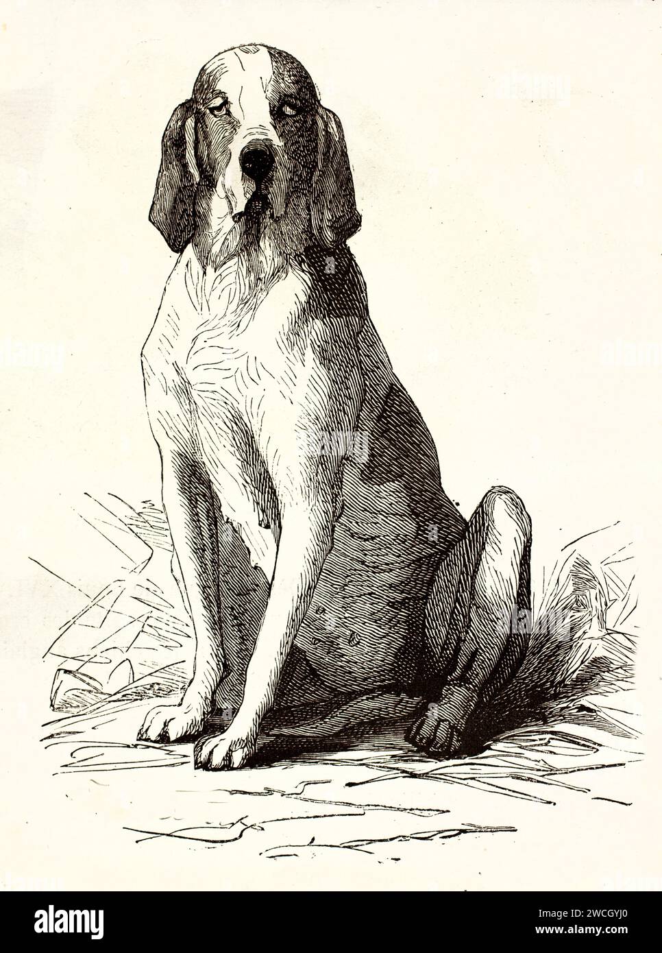 Artois hound (Canis lupus familiaris) seduto con postura di allerta, orecchie cadenti e struttura robusta. Stile xilografico. Pubblicato nel 1878 da Brehm, Parigi. Foto Stock
