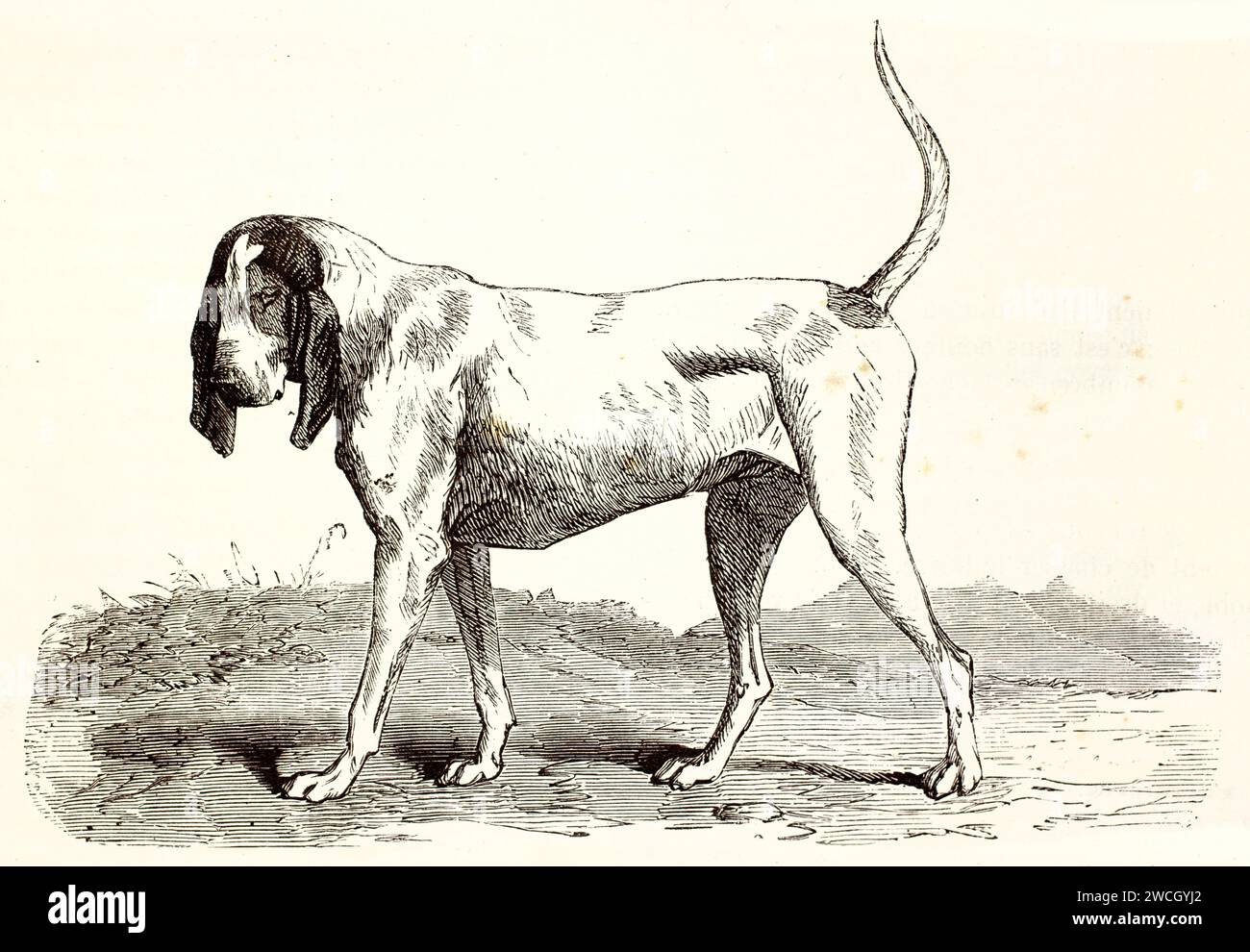 Ariégeois hound (Canis lupus familiaris) camminando lentamente su terra, guardando verso lo spettatore. Stile xilografico. Pubblicato nel 1878 da Brehm, Baillière et fils. Foto Stock
