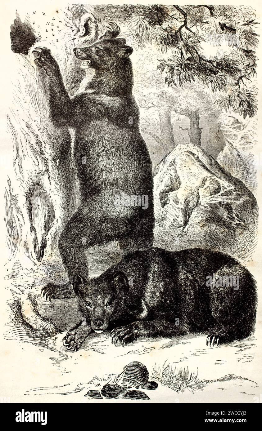 Gli orsi neri asiatici (Ursus thibetanus) nella foresta, uno che guarda con attenzione, uno che cerca il miele. Stile espressivo tagliato in legno. Pubblicato nel 1878 da Brehm Foto Stock