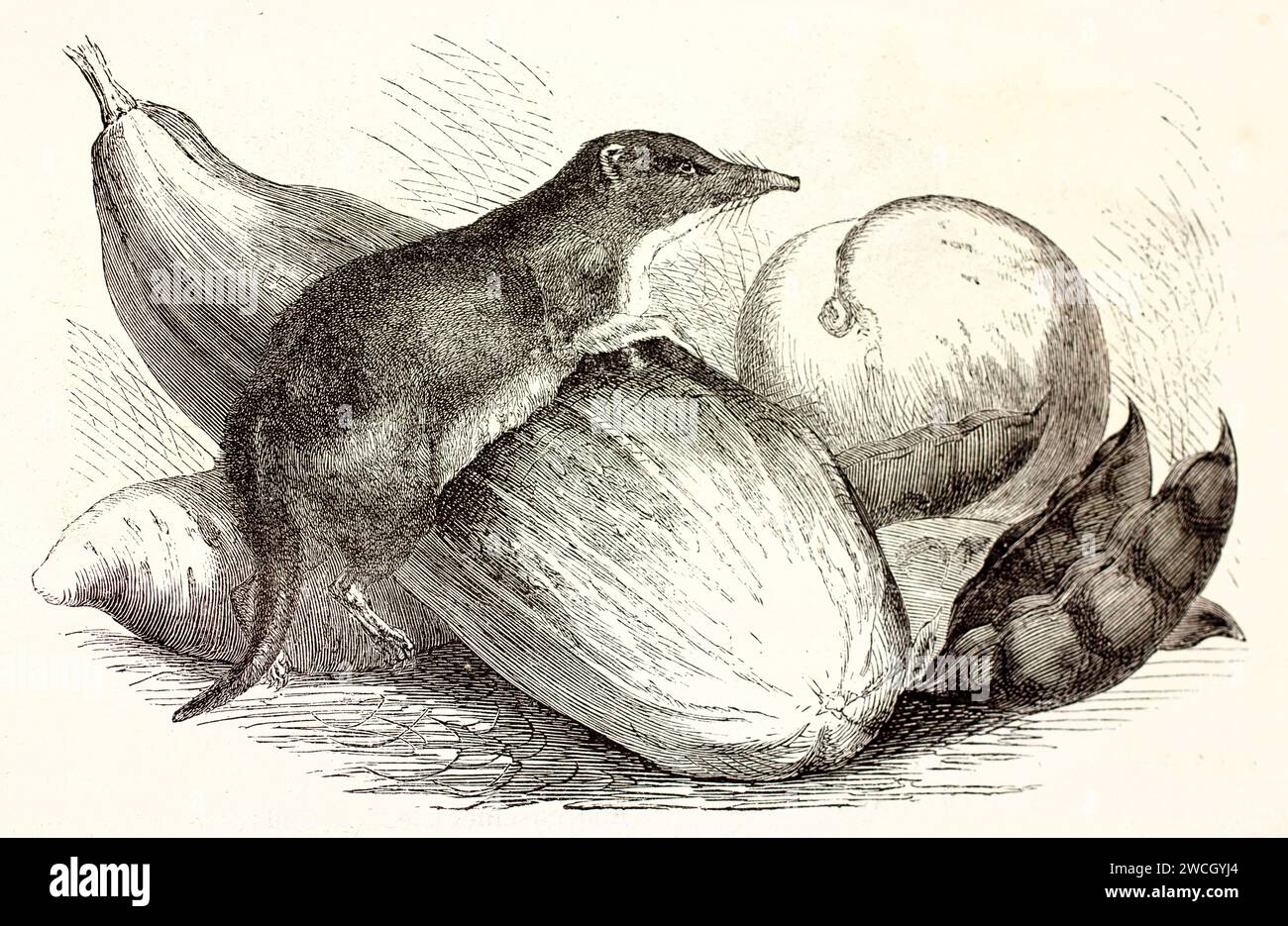 Tovagliolo asiatico (Suncus murinus) su un mucchio di verdure, evidenziandone le piccole dimensioni. Stile espressivo tagliato in legno. Pubblicato nel 1878 da Brehm, Parigi. Foto Stock