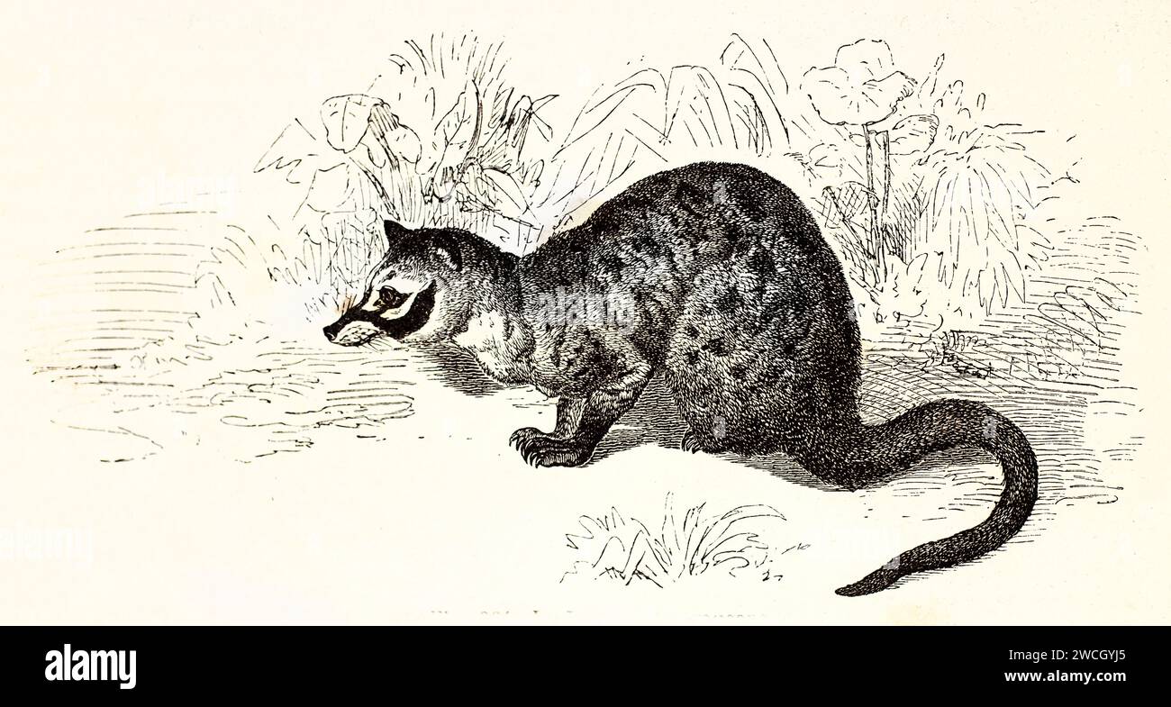 Il civet di palma asiatico (Paradoxurus hermaphroditus) si accovacciava in una posizione di allerta, pronto a saltare. Stile espressivo tagliato in legno. Pubblicato nel 1878 da Brehm, Parigi. Foto Stock