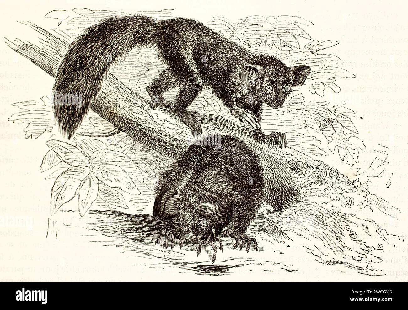 Aye-ayes (Daubentonia madagascariensis) con occhi grandi, dita lunghe e code cespugliose, in stile xilografico espressivo. Pubblicato nel 1878 da Brehm, Parigi. Foto Stock