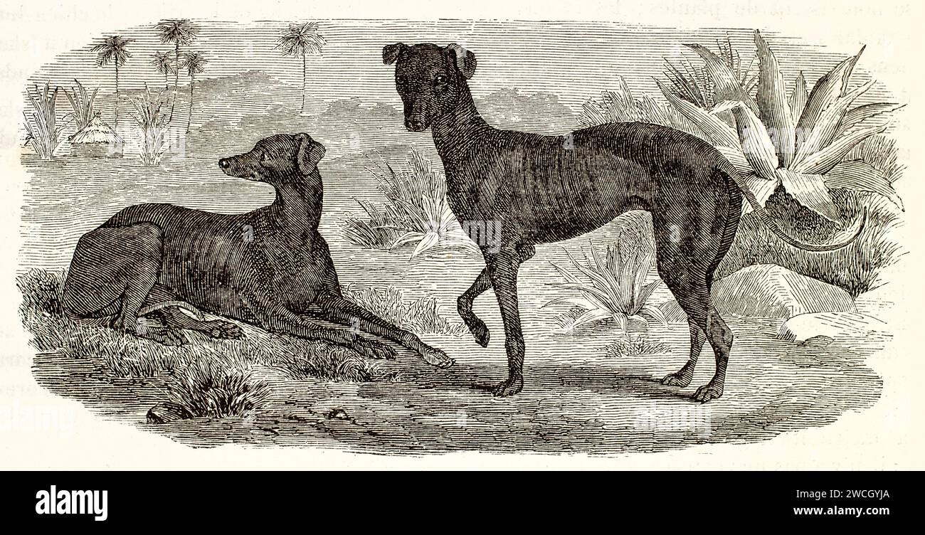Caccia azawakh (Canis lupus familiaris) in ambiente africano con palme e capanna, sottile e vigile. Stile espressivo tagliato in legno. Pubblicato nel 1878 da Brehm, P. Foto Stock