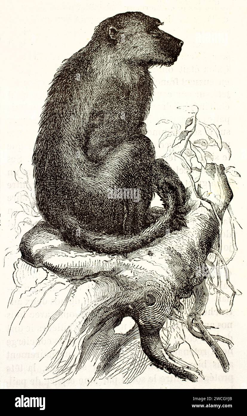Baboon (Papio sp.) accovacciato con calma su un ramo d'albero, vista profilo, in stile xilografico espressivo. Pubblicato nel 1878 da Brehm, Baillière et fils, Parigi. Foto Stock