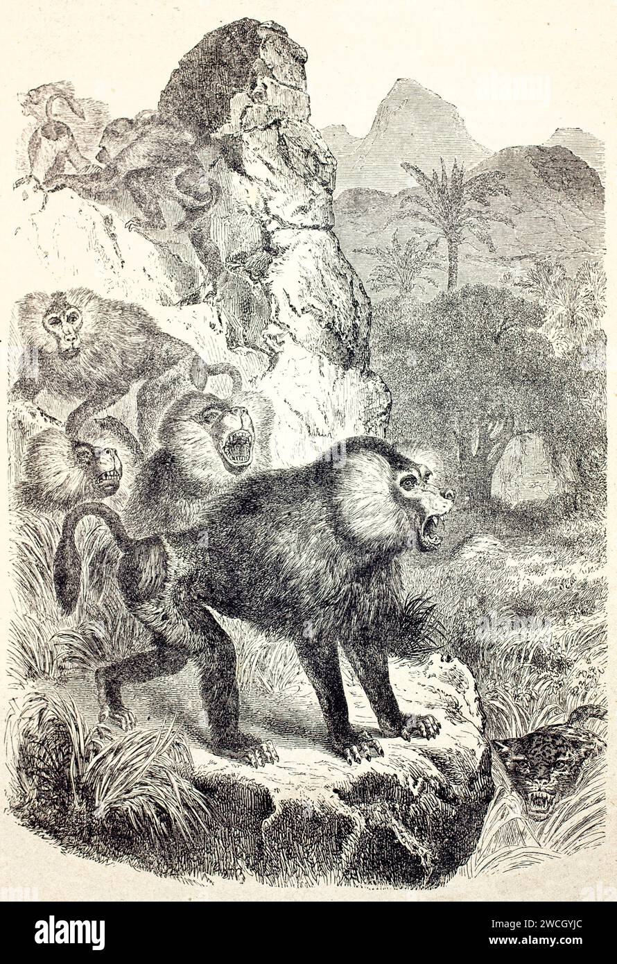 Gruppo di babbuini (Papio sp.) reagire al predatore vicino al confine con la foresta, dinamica scena della giungla. Stile espressivo tagliato in legno. Pubblicato nel 1878 da Brehm, Parigi. Foto Stock