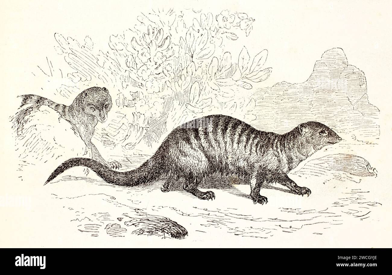 La mangusta a banda (Mungos mungo) si muove con cautela sul terreno, la seconda che emerge dalle rocce. Stile espressivo tagliato in legno. Pubblicato nel 1878 da Brehm, Foto Stock
