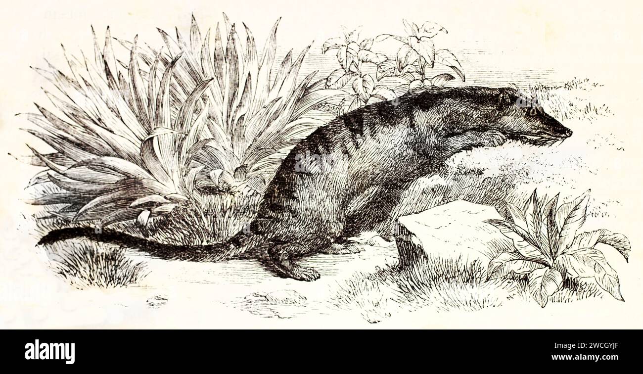 Civet di palma a banda (Hemigalus derbyanus) accovacciato dietro la roccia vicino a piante appuntite, atteggiamento prudente. Stile espressivo tagliato in legno. Pubblicato nel 1878 da Brehm, Foto Stock