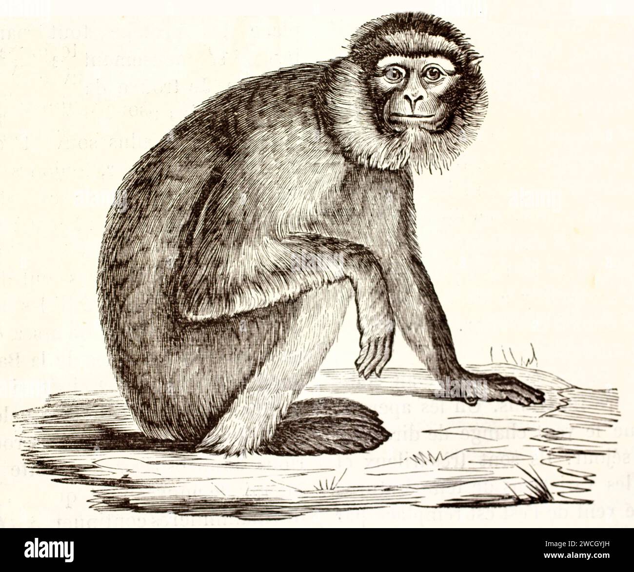 Vecchia illustrazione incisa di Barbery macaque. Creato da autore sconosciuto, pubblicato su Brehm, Les Mammifers, Baillière et fils, Parigi, 1878 Foto Stock