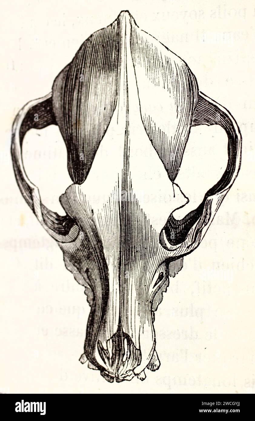 Cranio di Barbet, vista dorsale, illustrazione anatomica veterinaria con linework dettagliato su sfondo bianco. Pubblicato nel 1878 da Brehm, Baillière Foto Stock