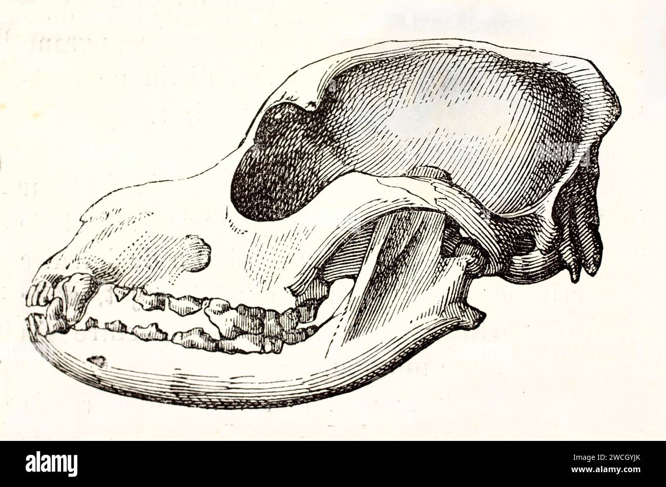 Cranio di Barbet nella vista laterale, incisione anatomica utilizzata come riferimento scientifico. Linea espressiva in stile xilografico. Pubblicato nel 1878 da Brehm, Parigi. Foto Stock