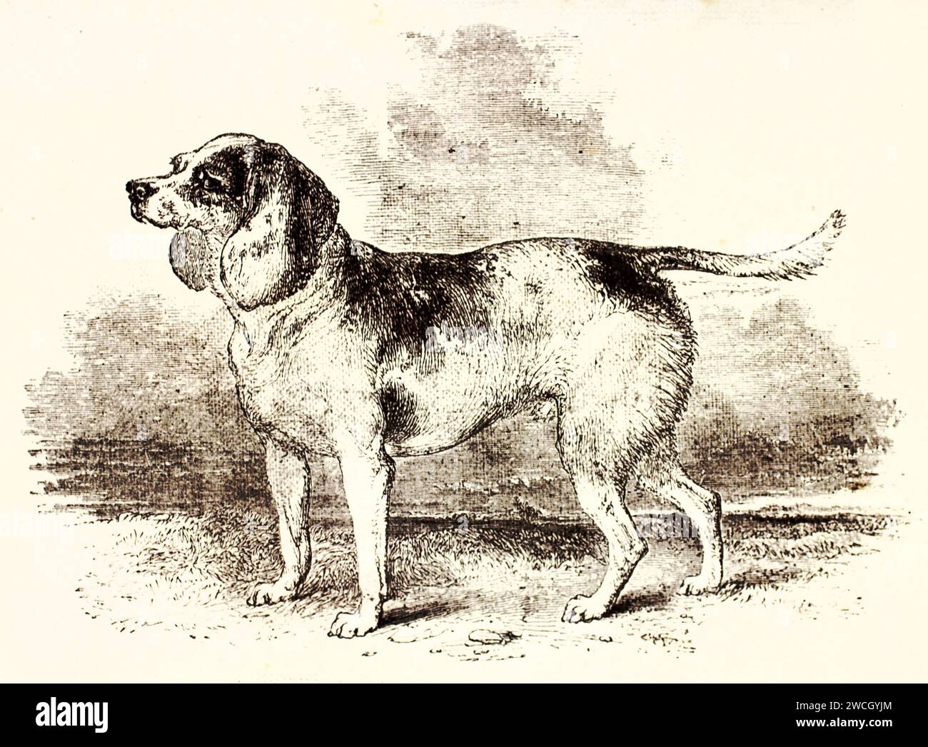 Beagle (Canis lupus familiaris) in profilo parziale con posizione di caccia su terreni accidentati, stile espressivo tagliato in legno. Pubblicato nel 1878 da Brehm, Parigi. Foto Stock