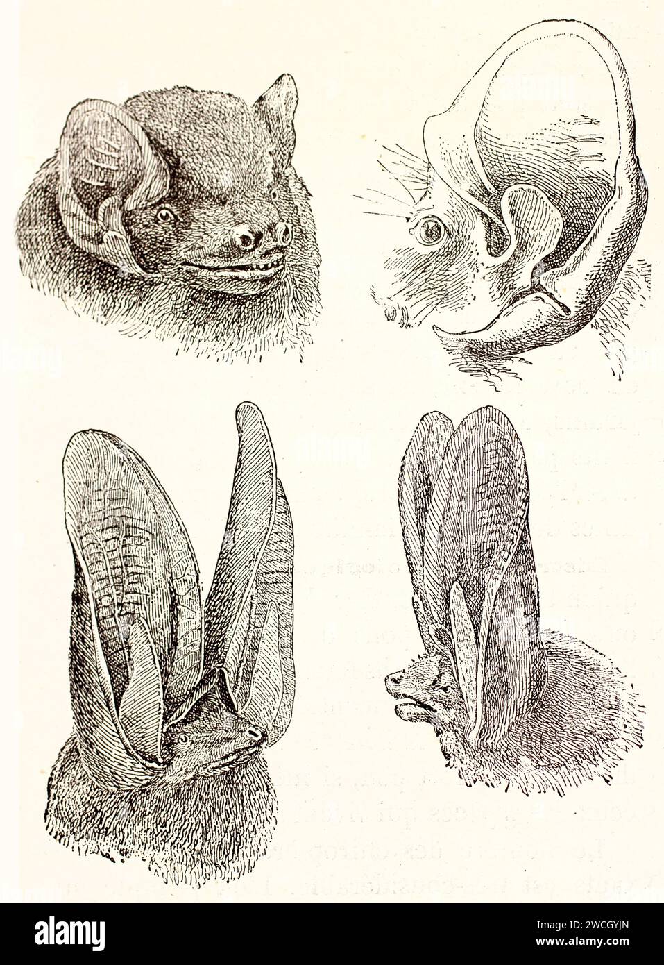 Studio delle orecchie di pipistrello (Noctule e Plecotus), quattro viste dettagliate della testa che mostrano la struttura dell'orecchio. Stile veterinario tagliato in legno. Pubblicato nel 1878 da Brehm, Parigi. Foto Stock