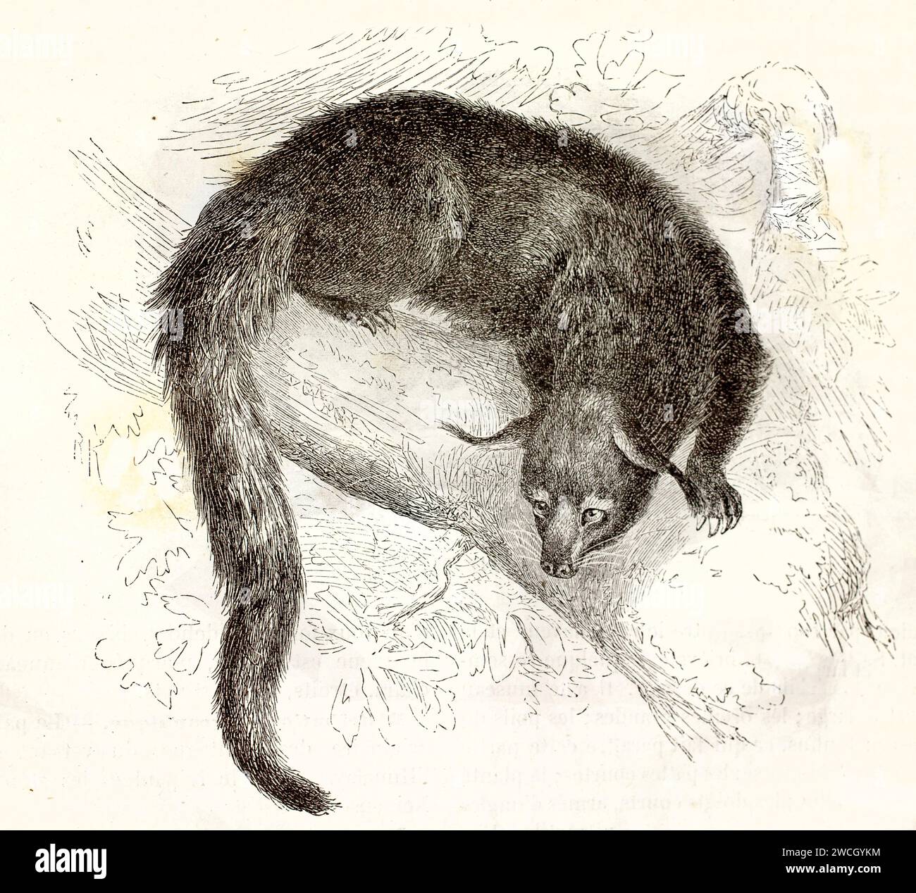 Binturong (Arctictis binturong) arroccato su un ramo con coda appesa e pelliccia densa. Stile espressivo tagliato in legno. Pubblicato nel 1878 da Brehm, Parigi. Foto Stock
