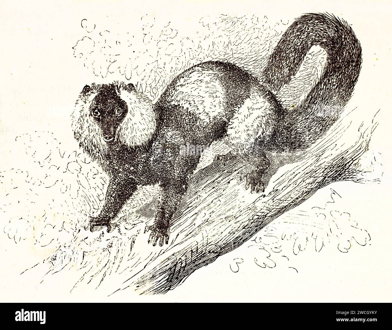 Il lembo ruffato bianco e nero (Varecia variegata) allerta al ramo, al linework espressivo e alla vegetazione ruvida. Pubblicato nel 1878 da Brehm, Baillière et f Foto Stock