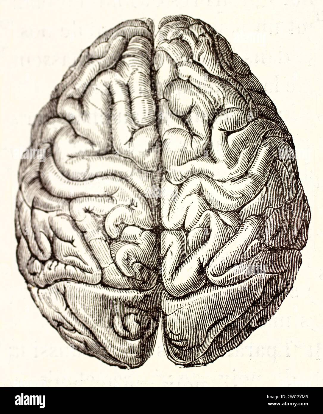 Vista dall'alto del cervello umano che mostra emisferi cerebrali. Incisione su legno anatomica per riferimento scientifico. Pubblicato nel 1878 da Brehm, Baillière et fils Foto Stock