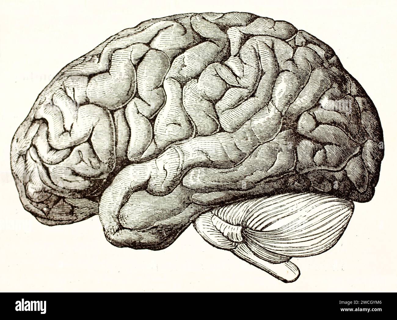 Vista laterale del cervello umano con corteccia e cervelletto visibili. Riferimento anatomico in stile xilografico preciso. Pubblicato nel 1878 da Brehm, Baillière Foto Stock