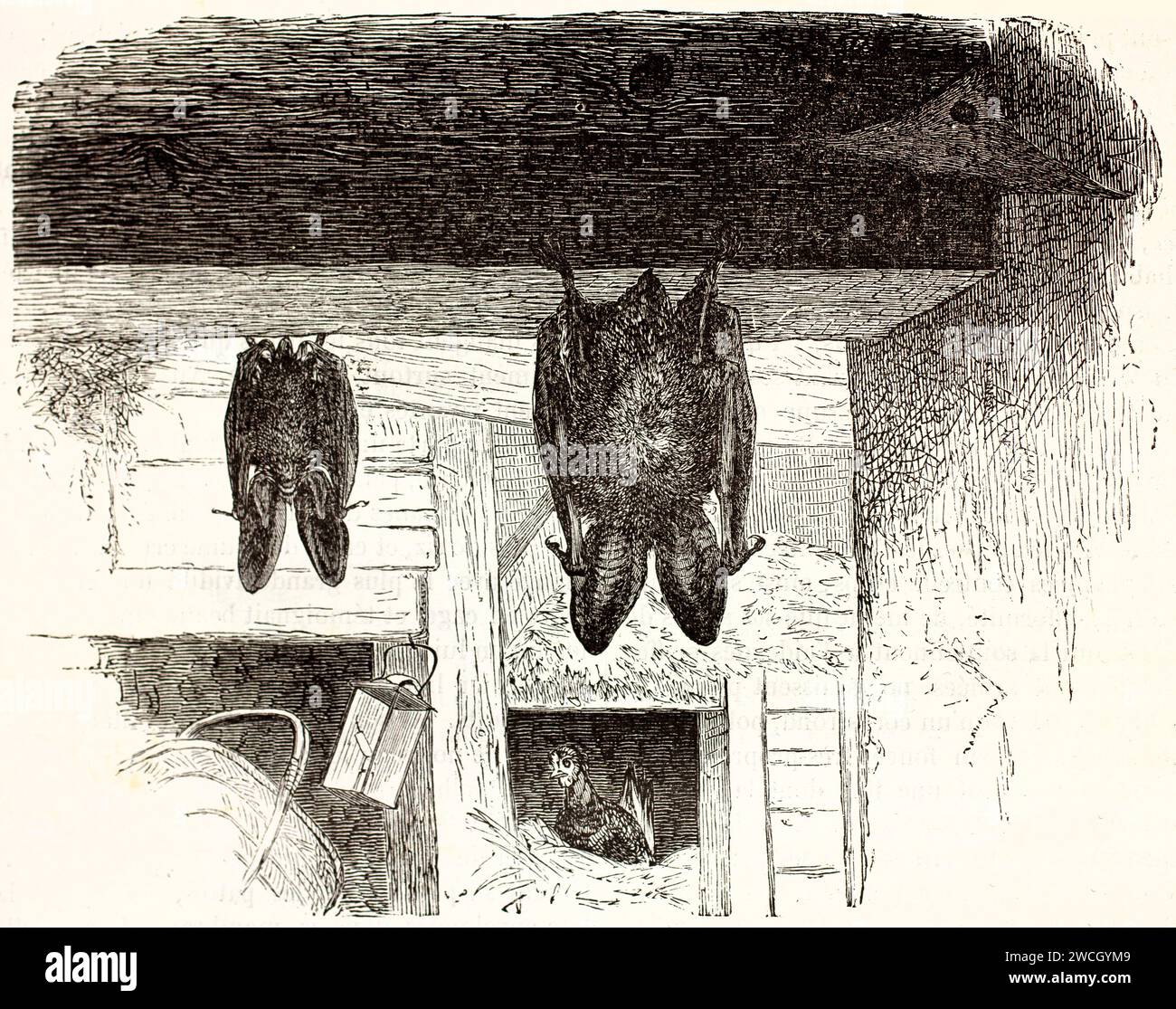 Due pipistrelli marroni dalle orecchie lunghe (Plecotus auritus) appesi a testa in giù in un ambiente rustico. Stile espressivo tagliato in legno. Pubblicato nel 1878 da Brehm, Parigi. Foto Stock