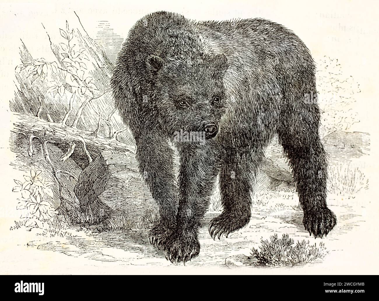 Orso bruno (Ursus arctos) che cammina con cautela attraverso un terreno stilizzato. Linework espressivo e texture xilografica. Pubblicato nel 1878 da Brehm, Parigi. Foto Stock