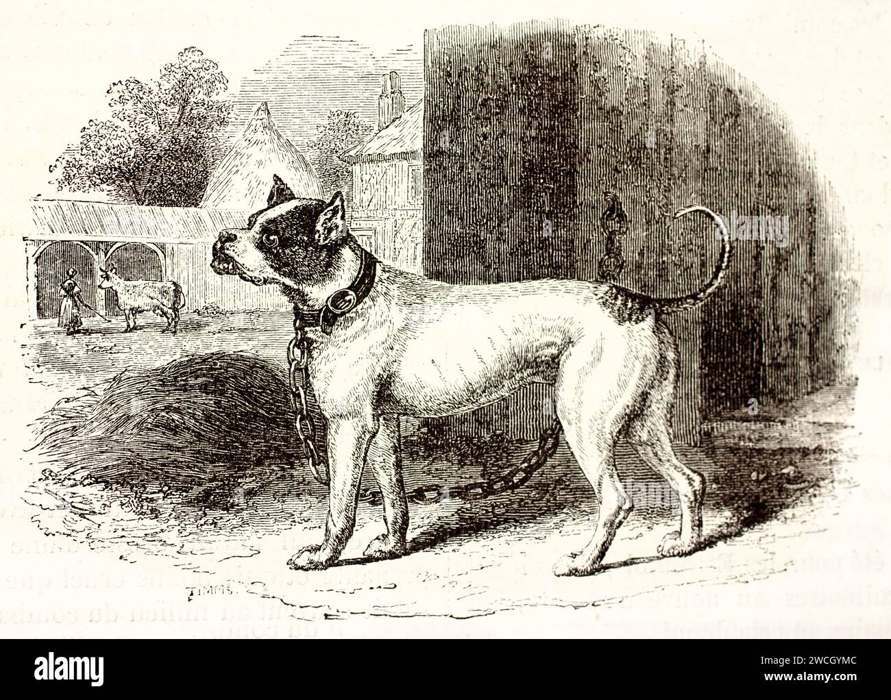 Bulldog incatenato con un'espressione feroce a guardia di un cortile rurale. Linework espressivo e dettagli rustici. Pubblicato nel 1878 da Brehm, Baillière, Parigi. Foto Stock