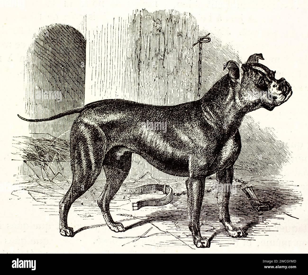 Vecchio Bulldog inglese con un cappotto scuro lucido in piedi tranquillamente vicino a una cuccia per cani. Struttura in legno e ambientazione rurale. Pubblicato nel 1878 da Brehm, Parigi. Foto Stock