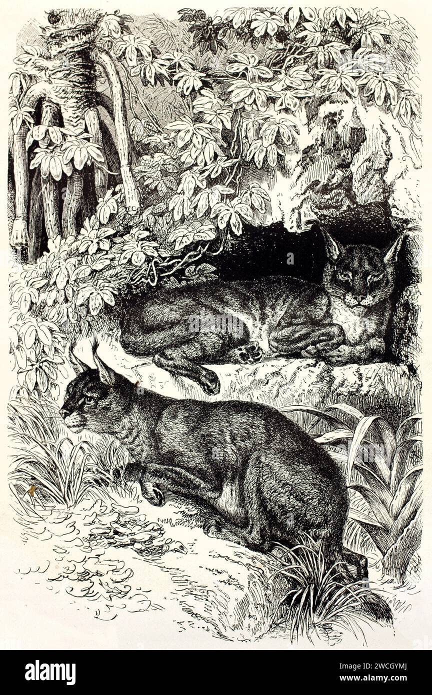 Caracal (Caracal caracal) riposa e vigila nella fitta vegetazione forestale. Taglio in legno espressivo con dettagli naturali. Incisione pubblicata nel 1878. Foto Stock