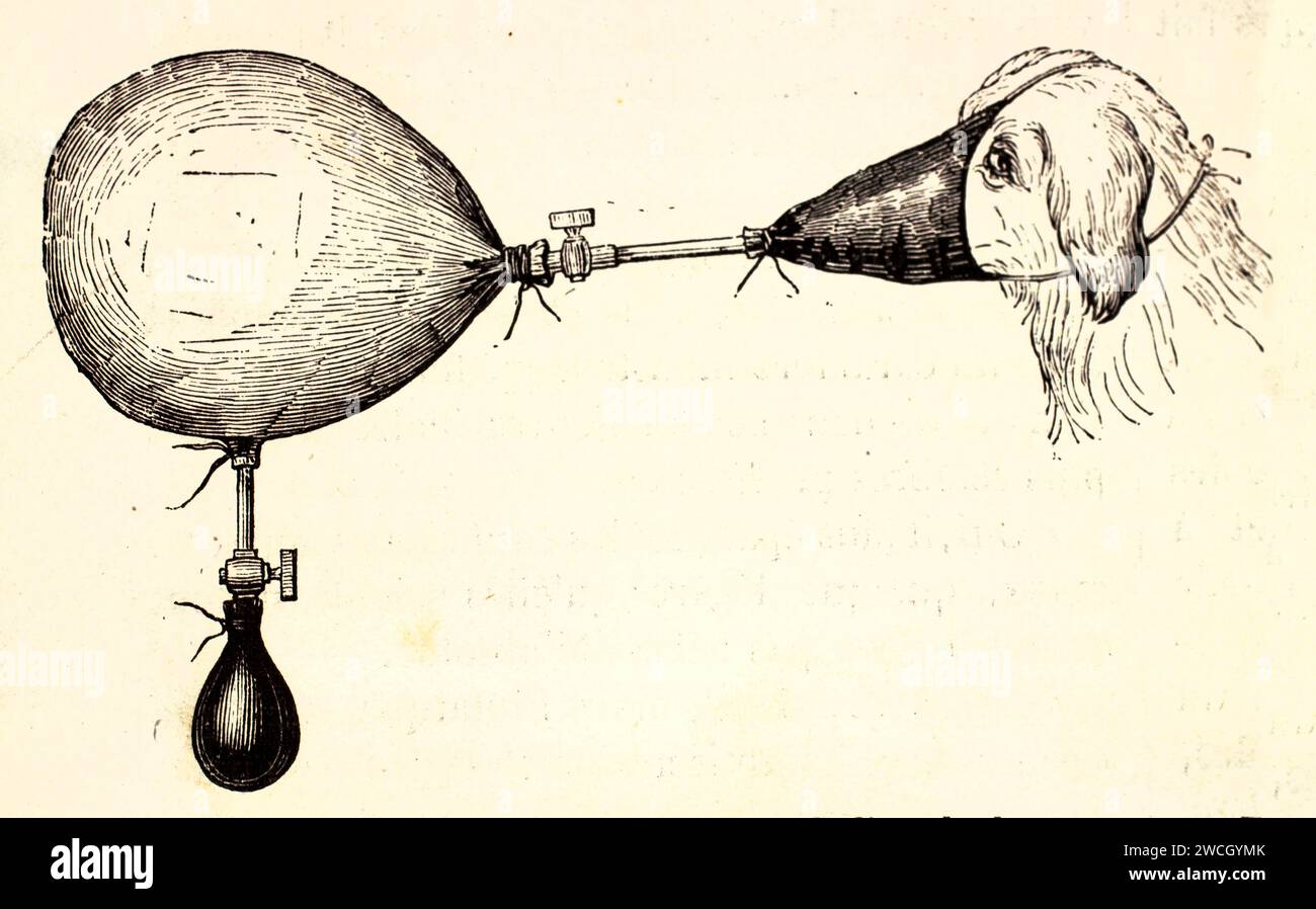 Incisione sperimentale 1878 che mostra un cane costretto ad inalare monossido di carbonio attraverso un dispositivo. Apparato scientifico in linework naturalista espressivo. Foto Stock
