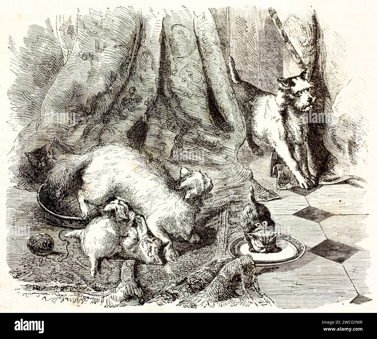 1878 anni incisione di un gatto con gattini sorpresi da un piccolo cane che si intrude da dietro una tenda. Scenografia in legno espressiva e scena domestica. Foto Stock