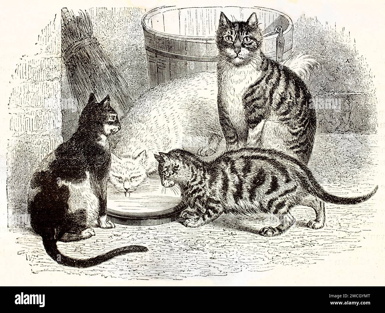 Vecchia 1878 incisione di quattro gatti domestici intorno a una ciotola, con una guardia in piedi. Linework espressivo e rendering naturalista in ambienti interni. Foto Stock