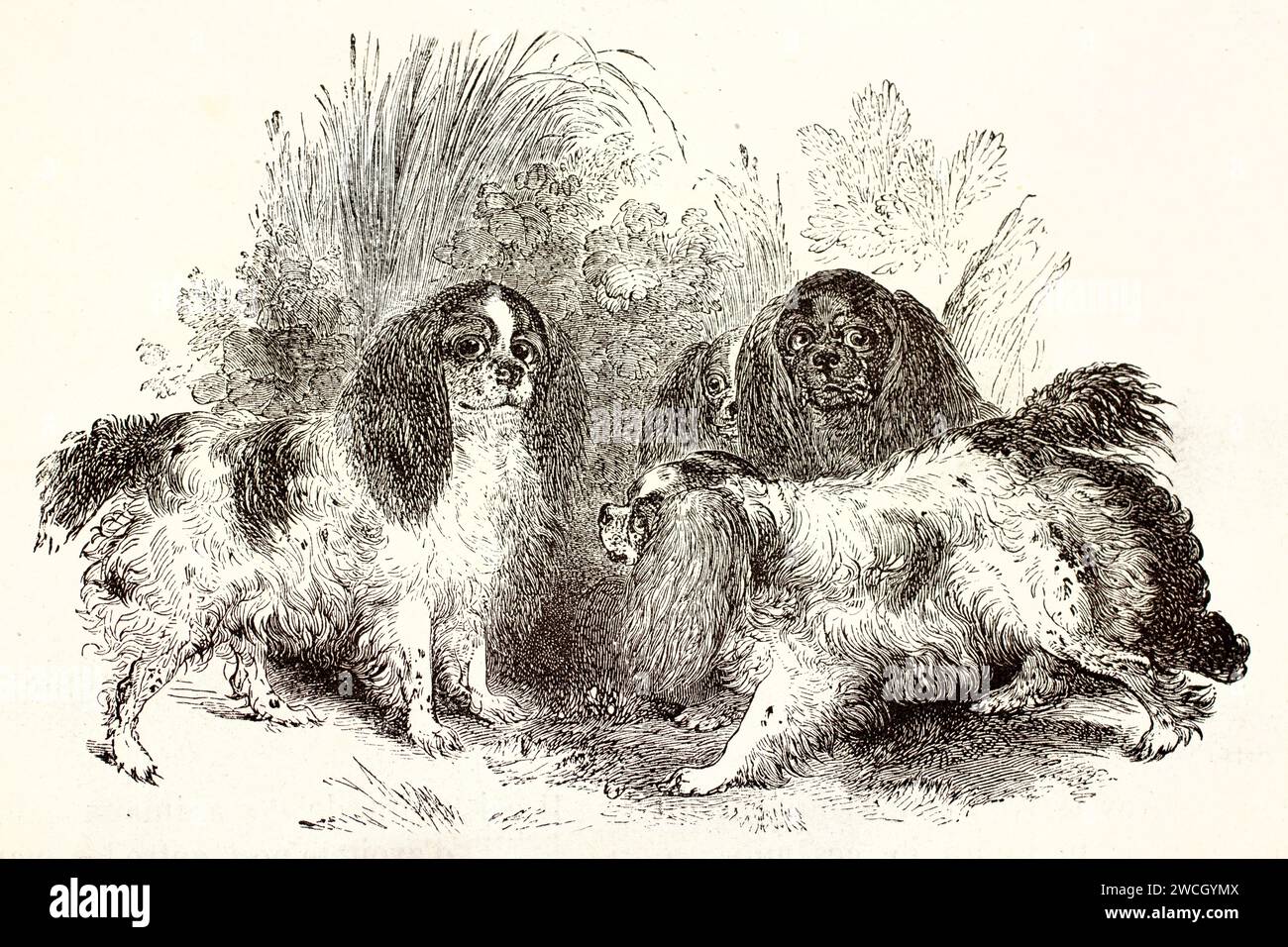 Vecchia incisione del 1878 di quattro vivaci Cavalier Re Carlo spagnoli che interagiscono all'aperto. I linework espressivi mettono in risalto il loro temperamento giocoso. Foto Stock
