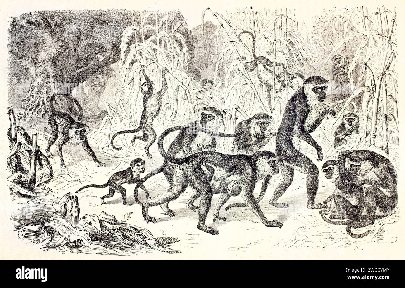Vecchia incisione del 1878 di scimmie di Cercopithecus che razziano un campo di mais. La scena di taglio del legno espressiva cattura il loro comportamento agili e malizioso in natura. Foto Stock