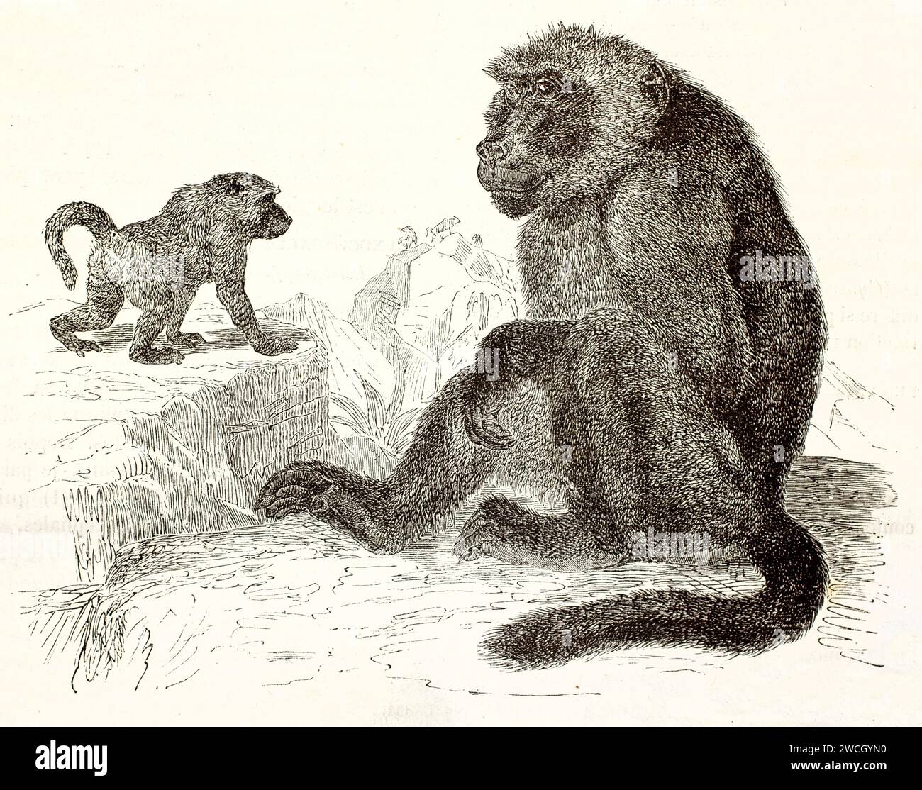 Vecchia incisione del 1878 del babbuino Chamca con cucciolo. Un'incisione in legno espressiva mostra due primati che poggiano su un terreno roccioso, raffigurati con dettagli naturalistici. Foto Stock