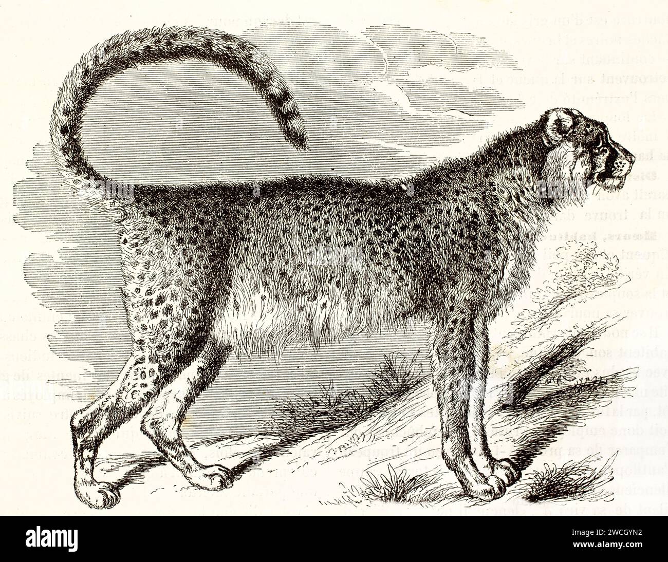 Vecchia incisione del 1878 di un ghepardo di profilo. Il felino sottile è particolarmente attento al terreno collinare ed è realizzato in un'espressiva lavorazione del legno con dettagli a macchie. Foto Stock