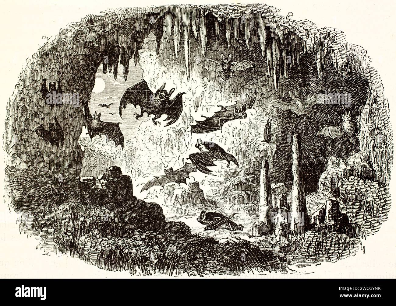 Vecchia incisione del 1878 di pipistrelli chiropteri che volano e si aggirano in una grotta con stalattiti. I linework espressivi evidenziano il loro habitat notturno. Foto Stock