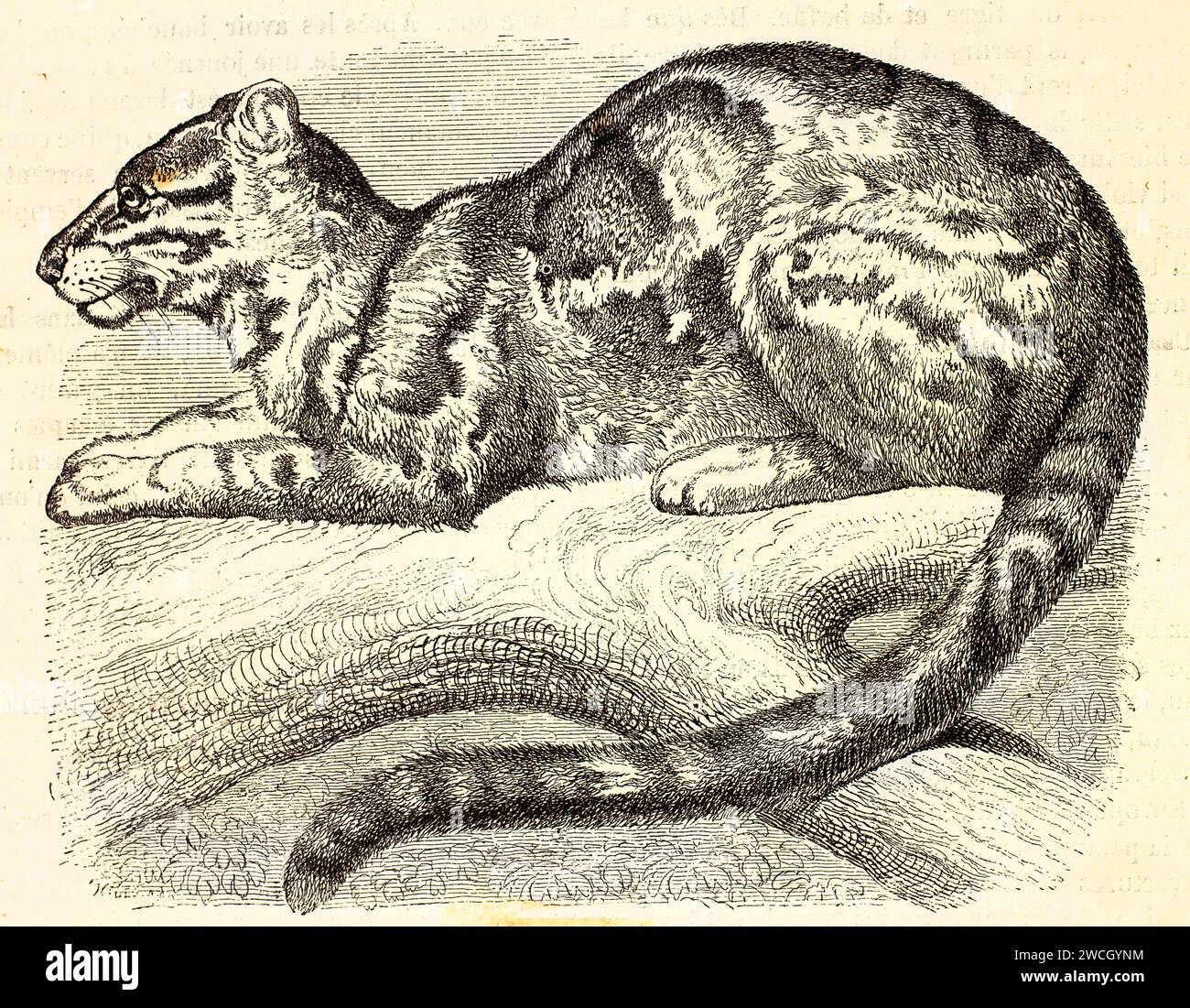 Vecchia incisione del 1878 di un leopardo nuvoloso (neofelis nebulosa) accovacciato su un ramo, osservando la preda. I linework espressivi ne esaltano il manto a motivi geometrici. Foto Stock
