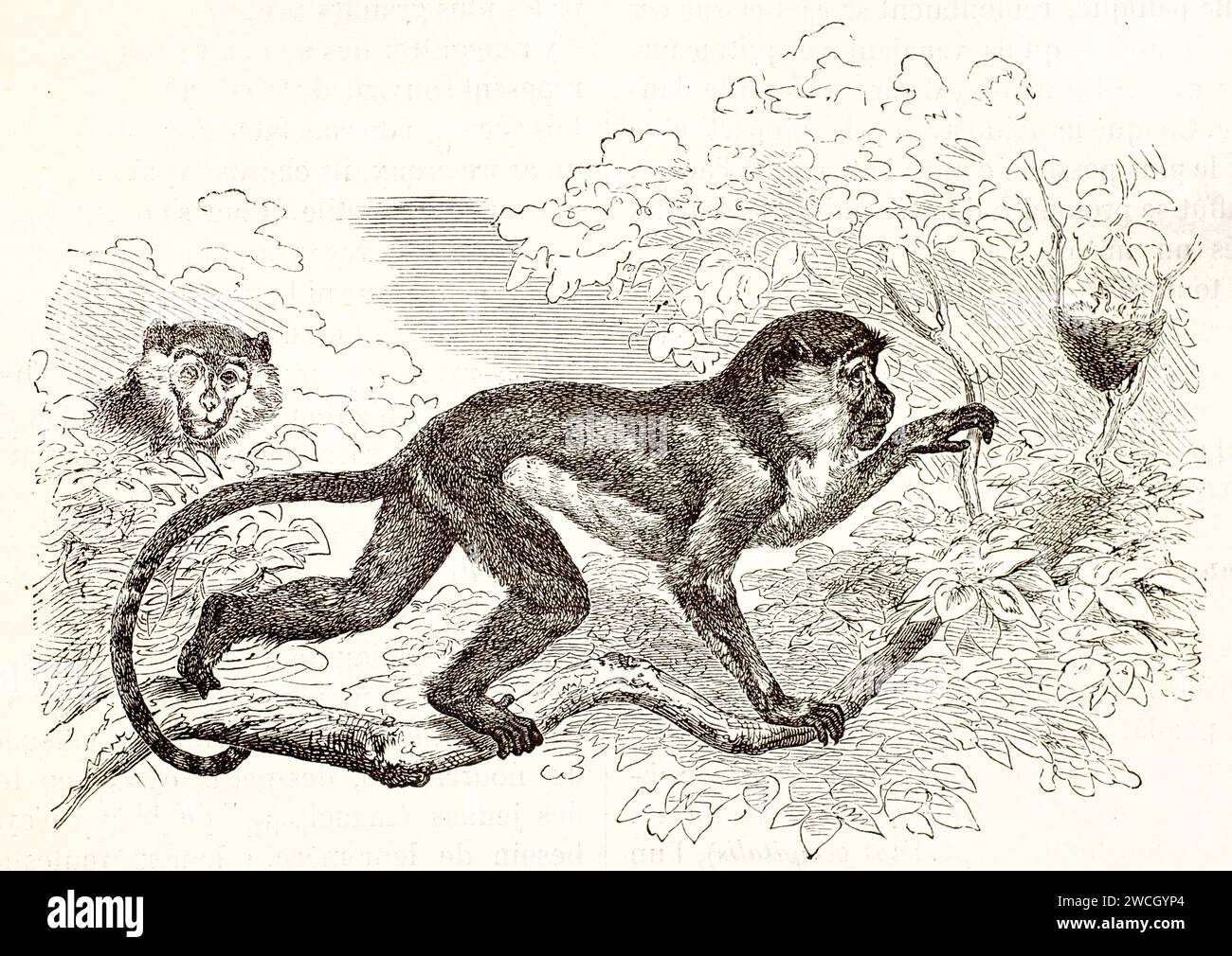 Patas scimmie comuni (Erythrocebus patas) su rami alti rubando nidi. Il disegno estensivo della linea del taglio del legno cattura il comportamento predatorio. 1878 incisione Foto Stock